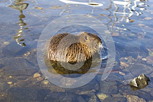 Muskrat Ondatra zibethica in sunset light