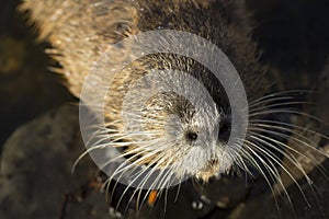 Muskrat Ondatra zibethica in sunset light