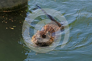 Muskrat (Ondatra Zibethica) swimming