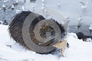 Muskrat Ondatra zibethica in winter