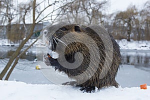 Muskrat Ondatra zibethica in winter