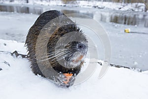 Muskrat Ondatra zibethica in winter