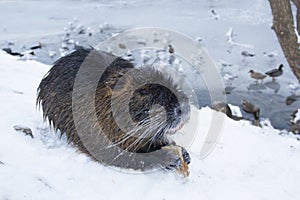 Muskrat Ondatra zibethica in winter