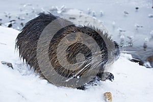 Muskrat Ondatra zibethica in winter