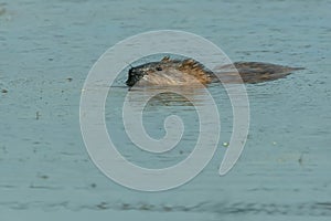 Muskrat - Ondatra zibethicus