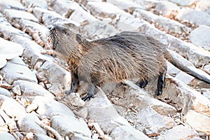 The muskrat (Ondatra zibethicus)