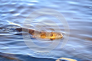 The muskrat (Ondatra zibethicus)