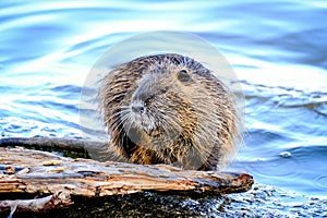 The muskrat (Ondatra zibethicus)