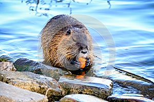 The muskrat (Ondatra zibethicus)