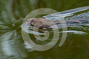 Muskrat - Ondatra zibethicus