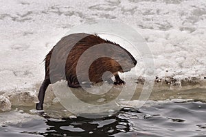 Muskrat ondatra zibethicus