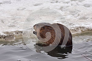 Muskrat ondatra zibethicus