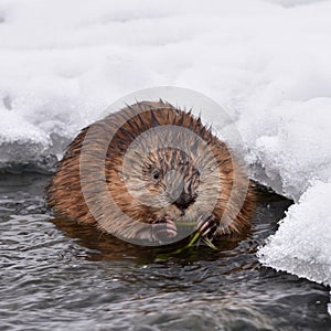 Muskrat ondatra zibethicus