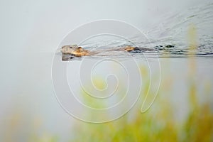 Muskrat. Ondatra zibethicus