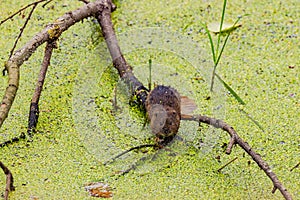 A muskrat on a branch in a wetland area