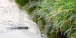 Muskrat Ondatra zibethicus crossing stream