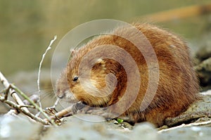 Muskrat in Danube Delta, Romania