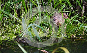 Muskrat