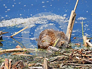 Muskrat Or Ondatra Zibethicus At Edge Of Lake