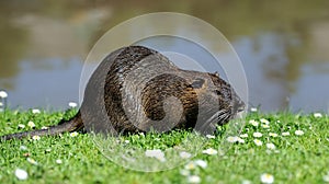 The muskrat (Ondatra zibethicus)