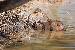 Muskrat ( Ondatra zibethicus) at home