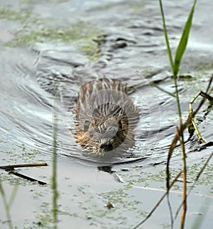 Muskrat (Ondatra zibethicus) swimming in the lake.