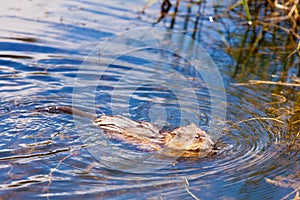 Muskrat Ondatra zibethicus swimming swampy pond photo