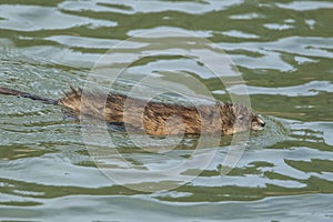 Muskrat swims in the lake.
