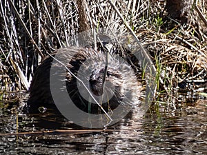 The muskrat (Ondatra zibethicus) in the water