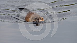 Muskrat  out for a swim in the pond