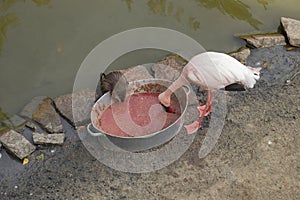 Muskrat and pink flamingo eating from a trough.