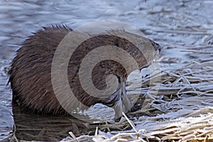 Muskrat Profile