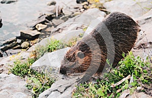 Muskrat by the river