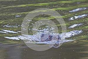 Muskrat in a River