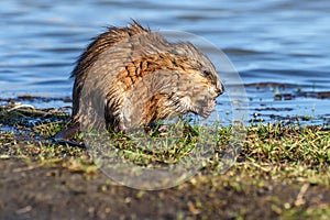 Muskrat river eating grass water