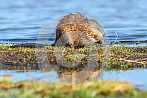 Muskrat river eating grass water