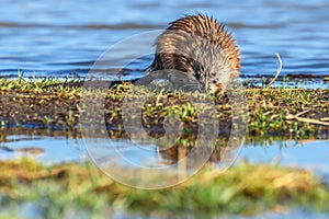 Muskrat river eating grass water