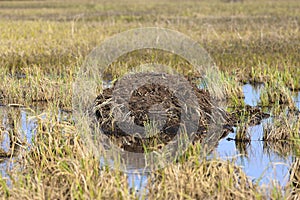 Muskrat`s home in spring in the Russian Arctic