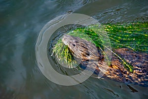 A Muskrat`s Mouthful