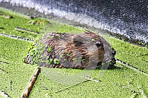 A muskrat from the side covered in green duckweed