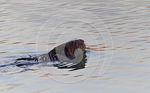 Muskrat Swimming in Evening Light