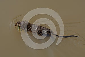 Muskrat swimming on lake