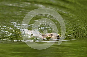 Muskrat swimming in a pond