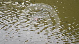Muskrat swimming quickly on water surface in pond in summer