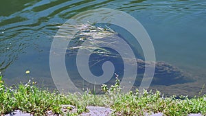 Muskrat swimming on the river