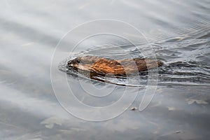 Muskrat Swimming Through the Water