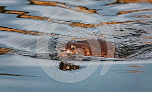 a muskrat swimming in water at a local wildlife refuge pond during sunset