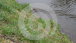 Muskrat swimming on water surface in pond