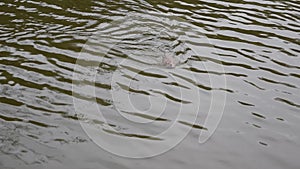 Muskrat swims and then dives into water in pond or river