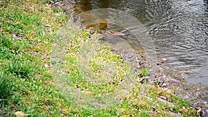 Muskrat swims and then dives in water in a pond or river